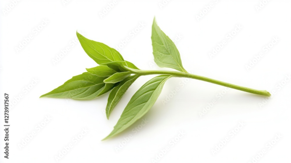 A vibrant green leaf rests on a slender stem against a clean white background, showcasing nature's simplicity and elegance. A vibrant green leaf rests on a slender stem against a clean white background, showcasing nature's simplicity and elegance.