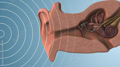 Mechanism of Hearing Through Sound Wave Vibrations