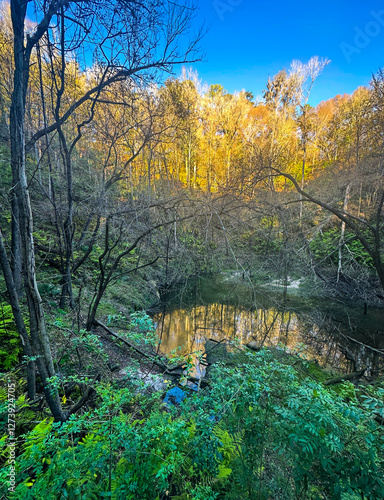 autumn in the forest. Sinkhole at Devils Millhopper State Park in Gainesville, FL