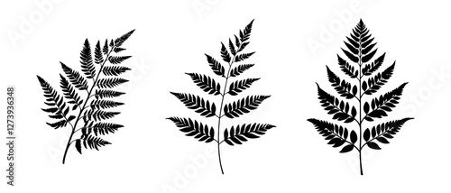 Fern Leaf Silhouettes Vector Illustration. Black and white vector illustration of three fern leaf silhouettes displaying intricate leaf patterns. Ideal for botanical designs, nature-themed projects