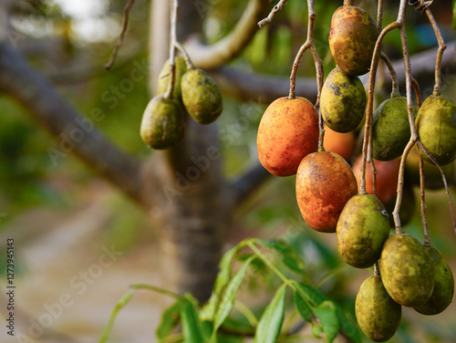 Close-up of a June plum tree (Spondias dulcis)
