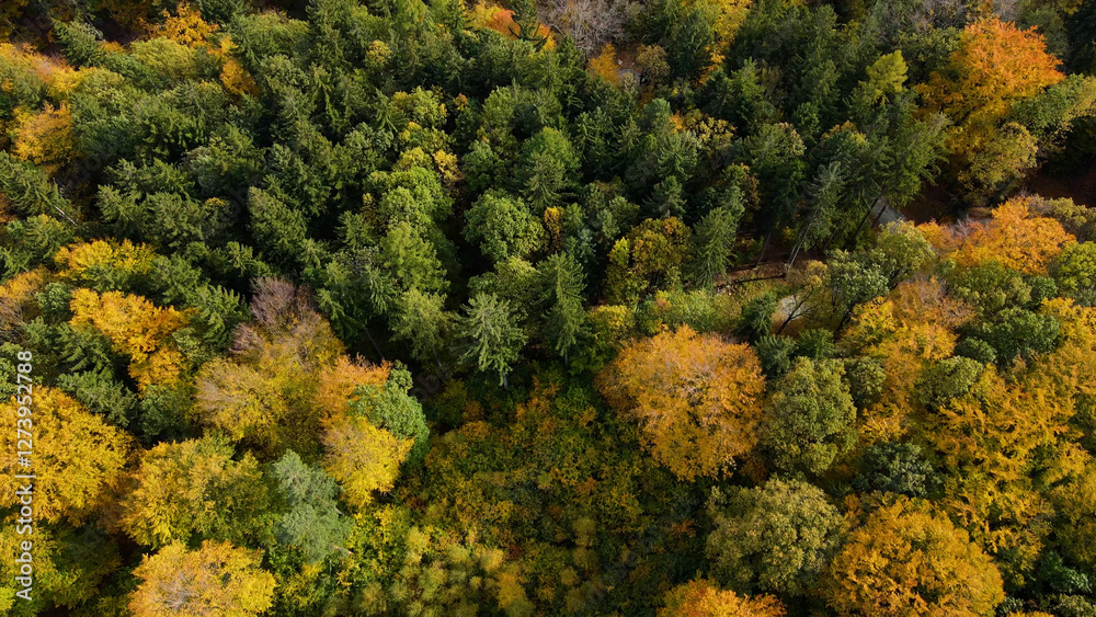 Naklejka premium autumn landscape view from above hill forest