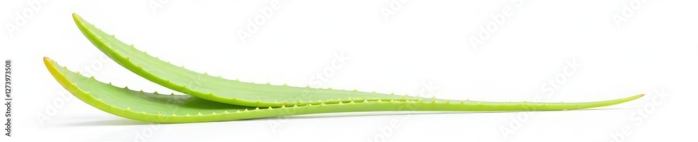 Aloe vera flower isolated on white background, single, flower Aloe vera flower isolated on white background, single, flower