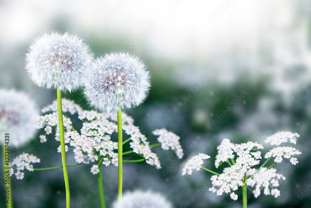 Bloom. Fluffy dandelion flower against the background of the summer landscape. Beauty in nature. Bloom. Fluffy dandelion flower against the background of the summer landscape. Beauty in nature.