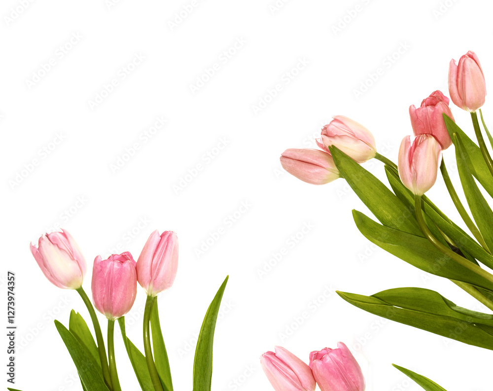 Fototapeta premium copy space. spring flowers tulips. floral collection.
