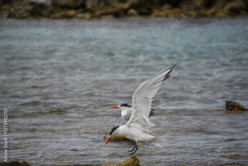 Tern with Wings Outstretched Comin in for a Landing photo