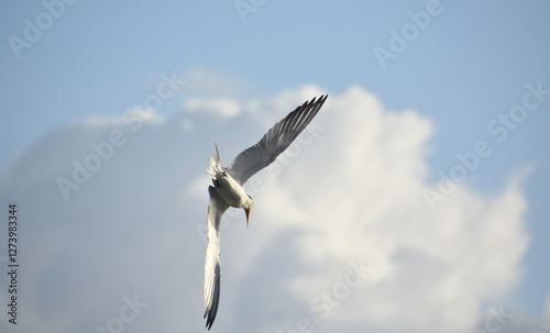 Tern Poising for a Dive From the Clouds photo