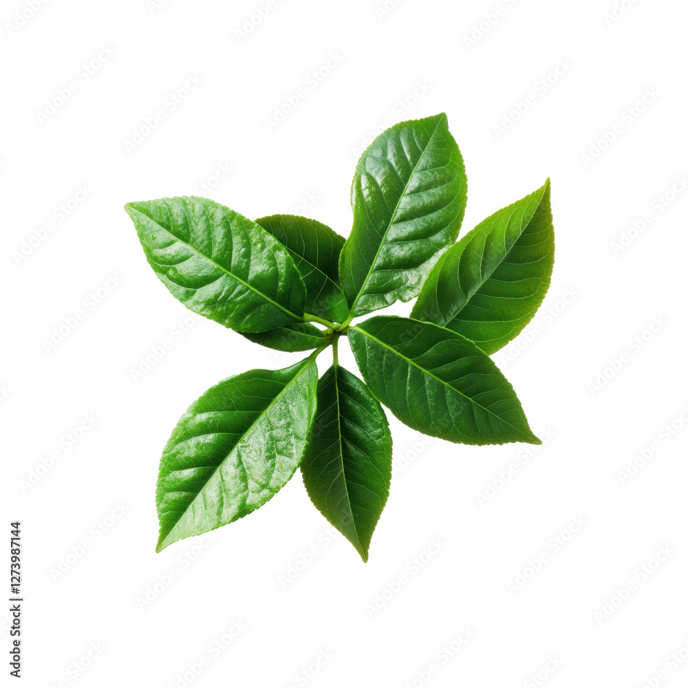 Close-up of fresh green leaves, isolated on a transparent background. Perfect for nature, wellness, and eco-themed projects Close-up of fresh green leaves, isolated on a transparent background. Perfect for nature, wellness, and eco-themed projects