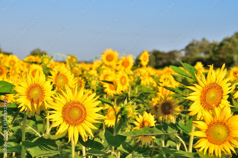 阿賀野川堤防のひまわり（新潟県）