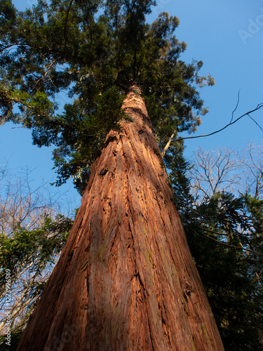 Italia, Toscana, Firenze, dintorni di San Casciano. Sequoia nella campagna. photo