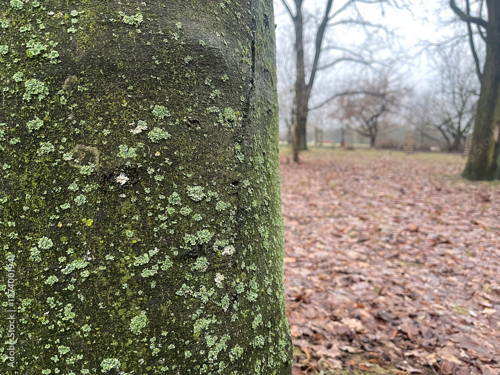 Obraz premium Moss-covered tree trunk in a foggy park during early morning hours