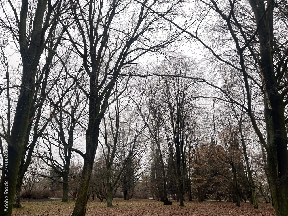 Tree-lined park in winter with bare branches and fallen leaves covering the ground Tree-lined park in winter with bare branches and fallen leaves covering the ground