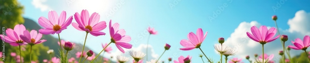 Pink cosmos flowers unfurl their delicate petals against a radiant blue sky and verdant greenery, floral arrangement, delicate petal, calming colors Pink cosmos flowers unfurl their delicate petals against a radiant blue sky and verdant greenery, floral arrangement, delicate petal, calming colors