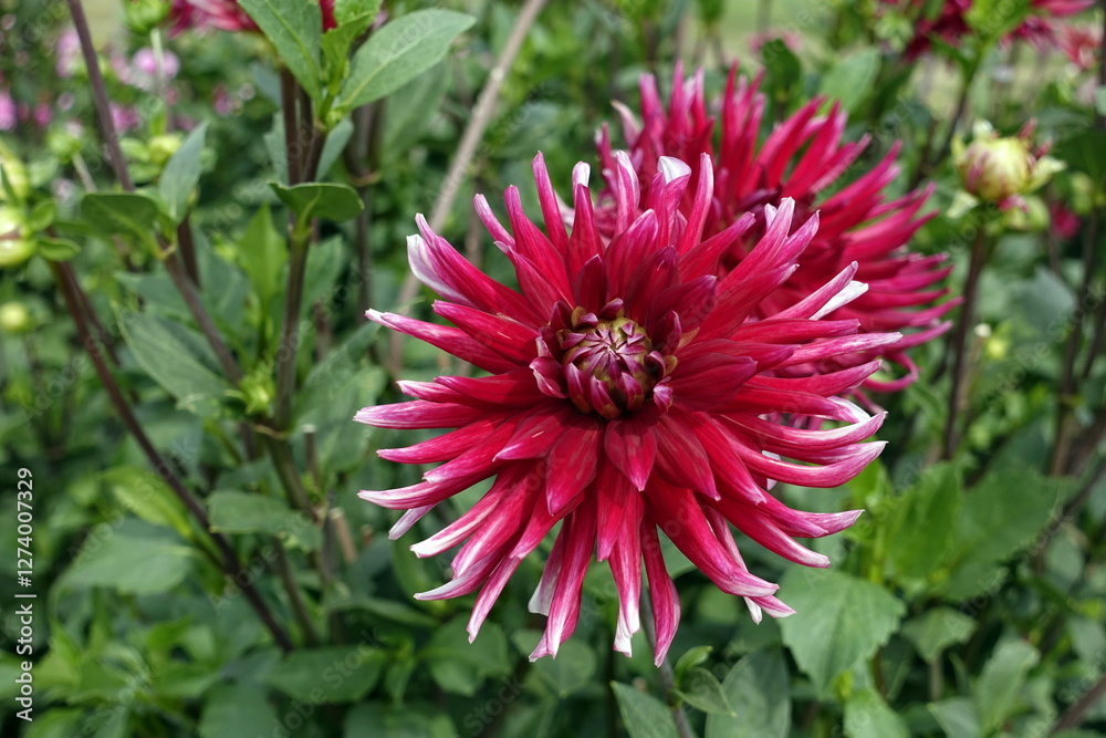 Flower of Dahlias In The Summer Garden. Flowert Of The Daisy Family. Flower of Dahlias In The Summer Garden. Flowert Of The Daisy Family.
