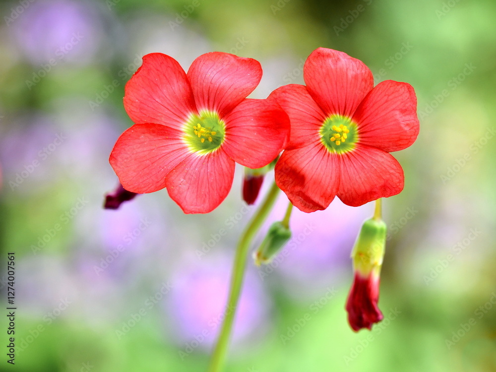 Red flowers of saxifrage in alpin garden. Macro isolated. Red flowers of saxifrage in alpin garden. Macro isolated.