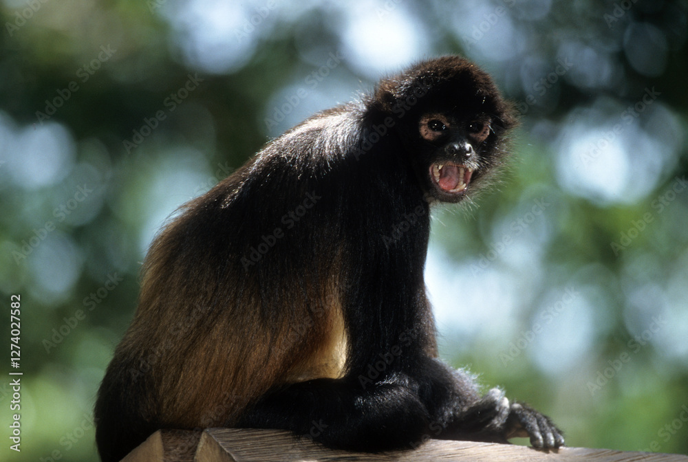 Fototapeta premium Singe atéle à mains noires, Ateles geoffroyl