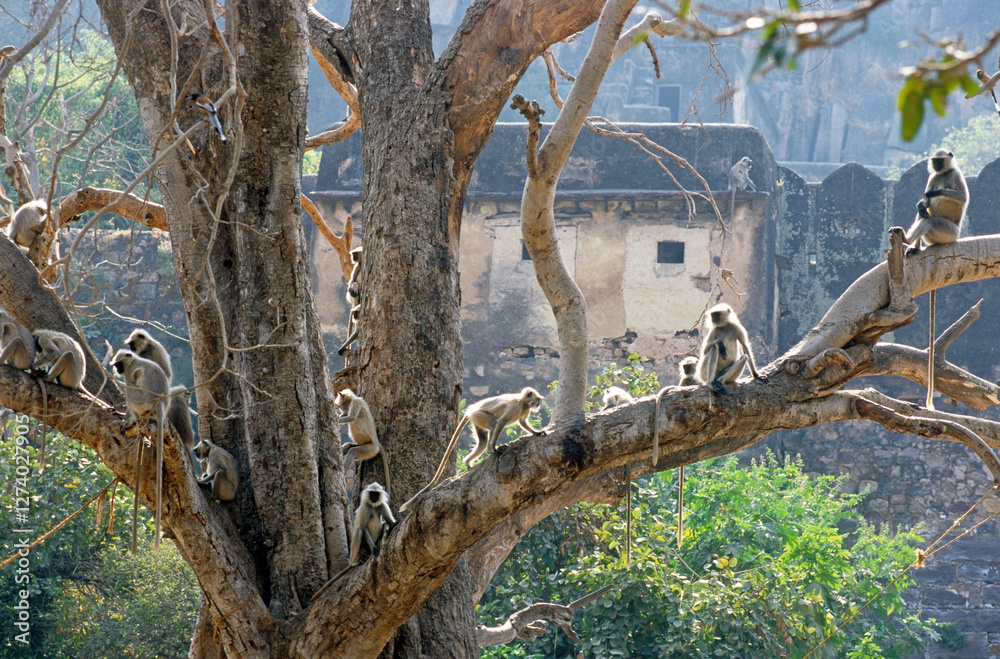 Singe l'entelle commun, Presbytis entellus, Parc national de Ranthambore, Rajasthan; Inde Singe l'entelle commun, Presbytis entellus, Parc national de Ranthambore, Rajasthan; Inde
