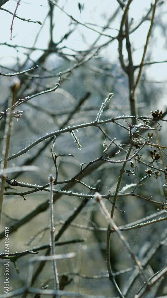 Snow on the trees in the morning in sunny weather.
Frost on tree branches in winter.
Winter morning in the forest in winter.
Cold climate in the forest.
Snow on the branches Snow on the trees in the morning in sunny weather.
Frost on tree branches in winter.
Winter morning in the forest in winter.
Cold climate in the forest.
Snow on the branches