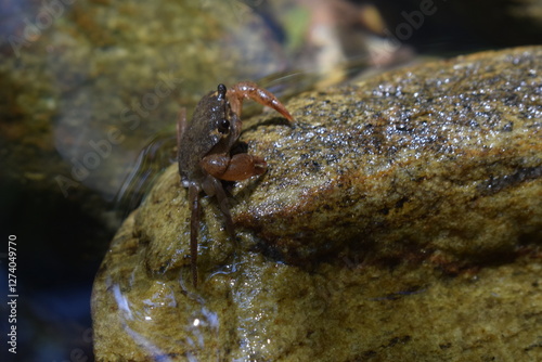 Crab on Rock by Water: Nature Close-up 