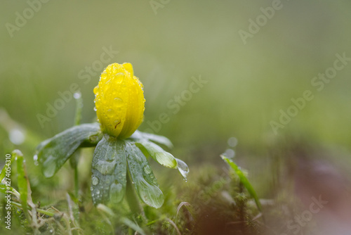 Close-up of winter aconite on the left, winter aconite with raindrops, yellow winter aconite, early bloomer, early spring messenger, yellow early bloomer, Eranthis hyemalis with raindrops