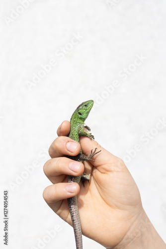 green lizard in children's hands on a light background. The child caught an interesting representative of the fauna and examines it with interest. passion for reptiles and zoology.