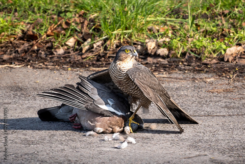 Sparrow Hawk has caught a pigeon and holds it in road prior to eating it