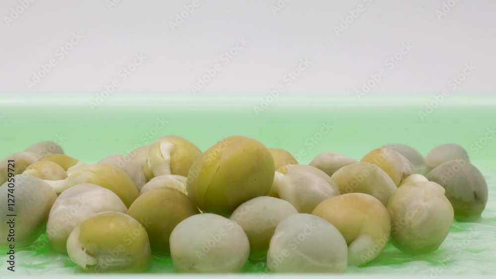 Close up and Time lapse of yellow peas germinating or sprouting and growing its stems and tendrils and leaves in soilless conditions after placing container in lightbox under controlled lighting