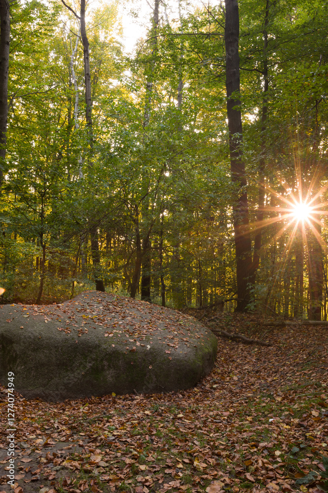 Sunlit Forest in Poland with heart stone and Fallen Leaves