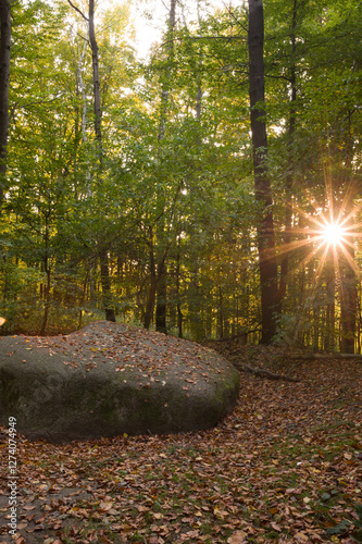 Obraz na płótnie Sunlit Forest in Poland with heart stone and Fallen Leaves w salonie
