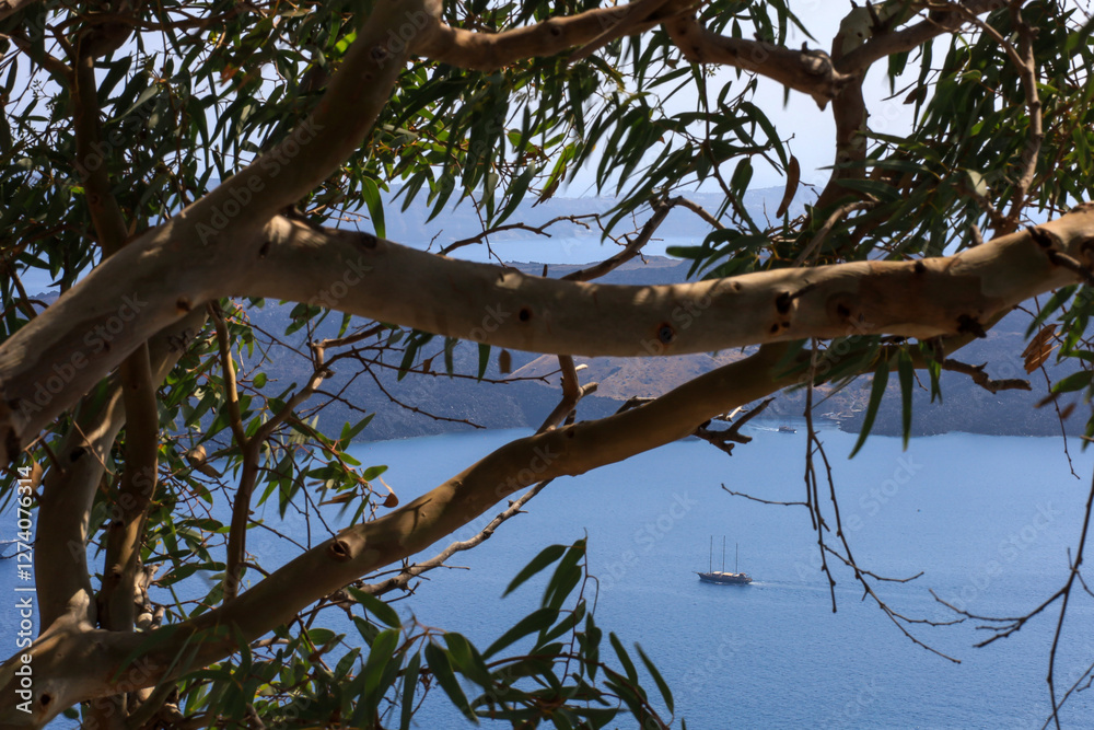 A serene sailing boat glides through the vibrant blue sea, framed by eucalyptus branches, during a sunny midday A serene sailing boat glides through the vibrant blue sea, framed by eucalyptus branches, during a sunny midday