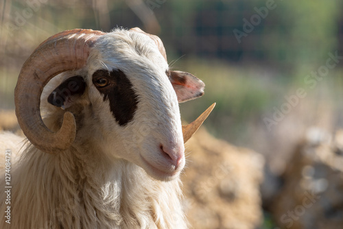Majestätischer Kretischer Schafbock mit imposanten gedrehten Hörnern