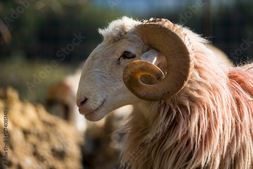 Majestätischer Kretischer Schafbock mit imposanten gedrehten Hörnern
