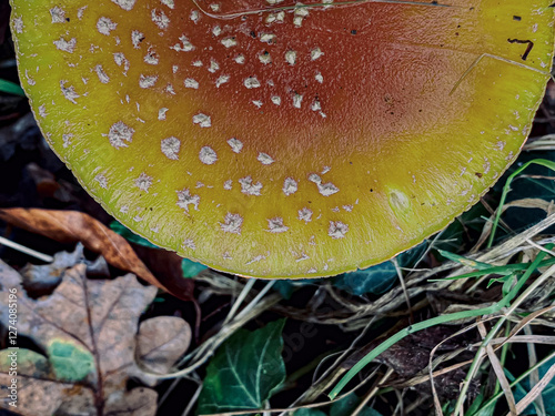 mushroom in the forest