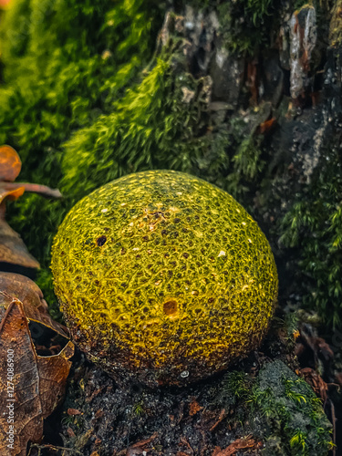 Obraz na płótnie Close up of a green mossy mushroom growing on a tree trunk w salonie