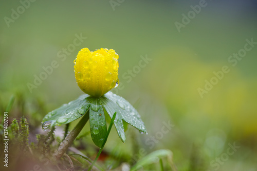 Close-up of winter aconite on the left, winter aconite with raindrops, yellow winter aconite on the left, early bloomer, harbinger of spring, yellow early bloomer, Eranthis hyemalis with raindrops