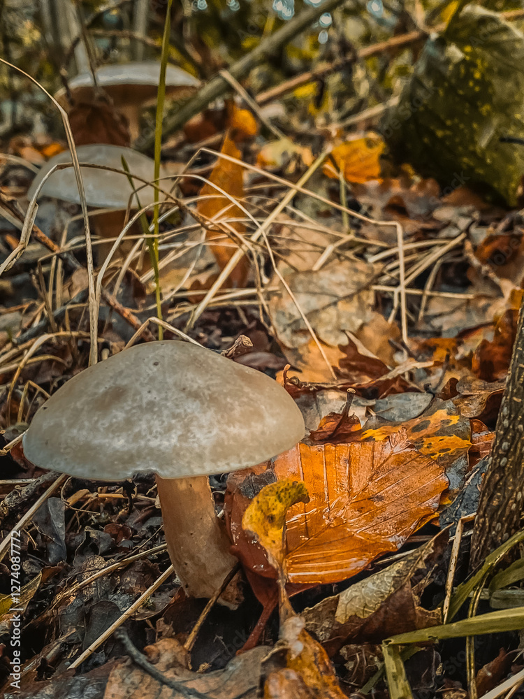 mushroom in the forest