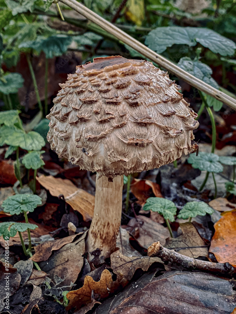 Macrolepiota procera, commonly known as the parasol mushroom