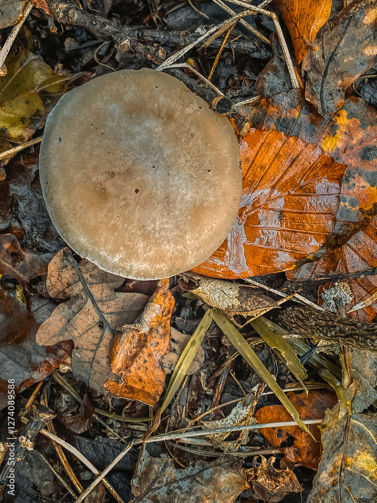 mushrooms in the forest