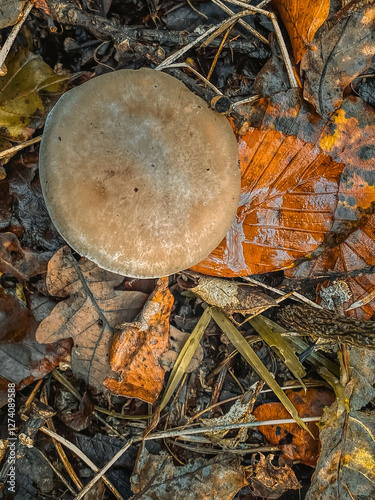 Obraz na płótnie mushrooms in the forest w salonie