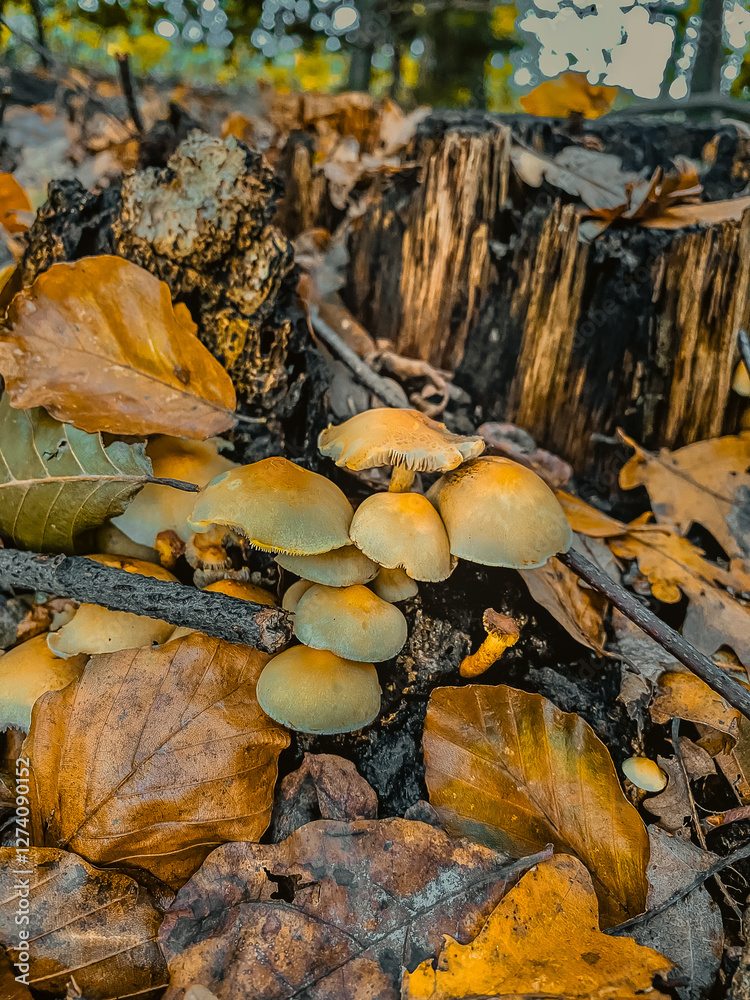 autumn in the forest