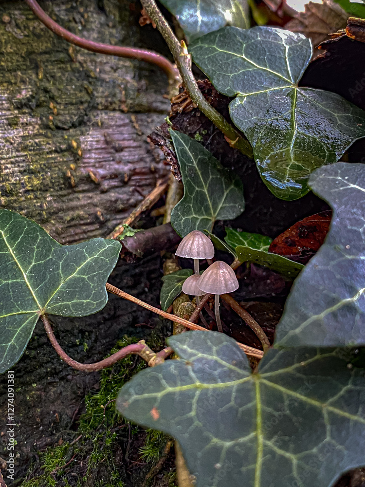 ivy on the ground