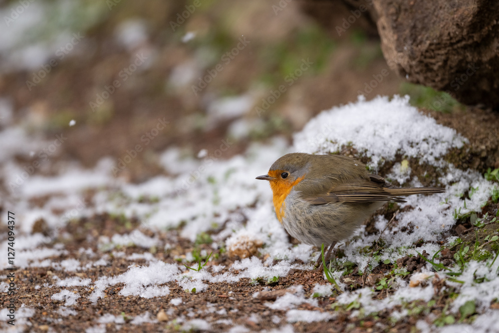 Rotkehlchen auf Futtersuche im Winter auf schneebedecktem Boden Rotkehlchen auf Futtersuche im Winter auf schneebedecktem Boden
