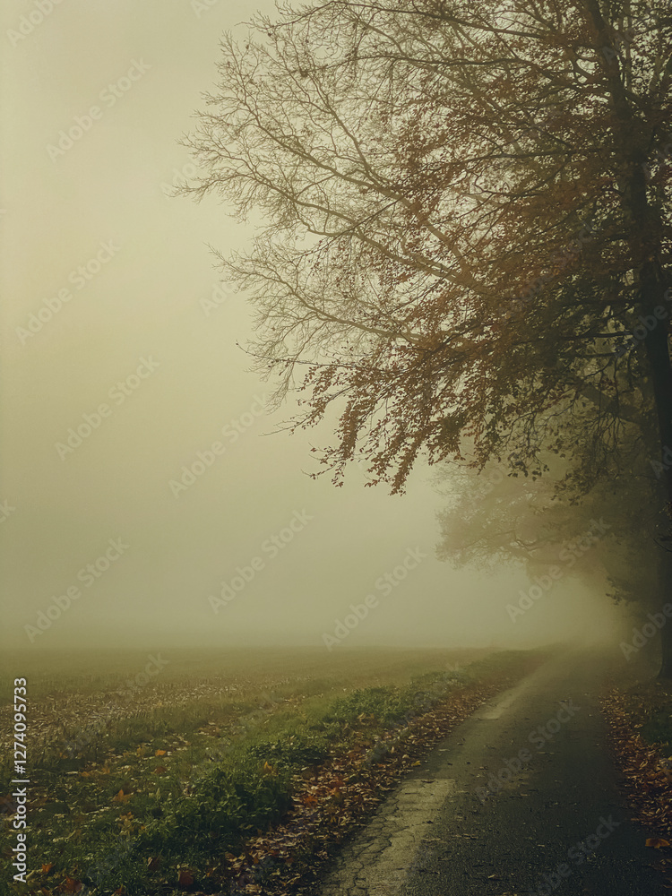 A road along the forest leading off into the fog