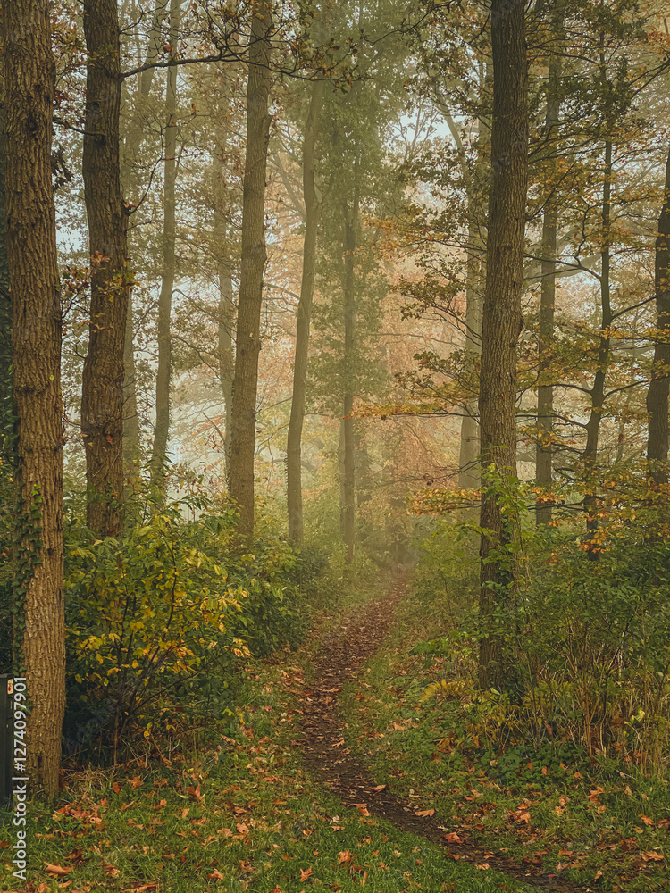 Obraz premium A path in the autumn forest