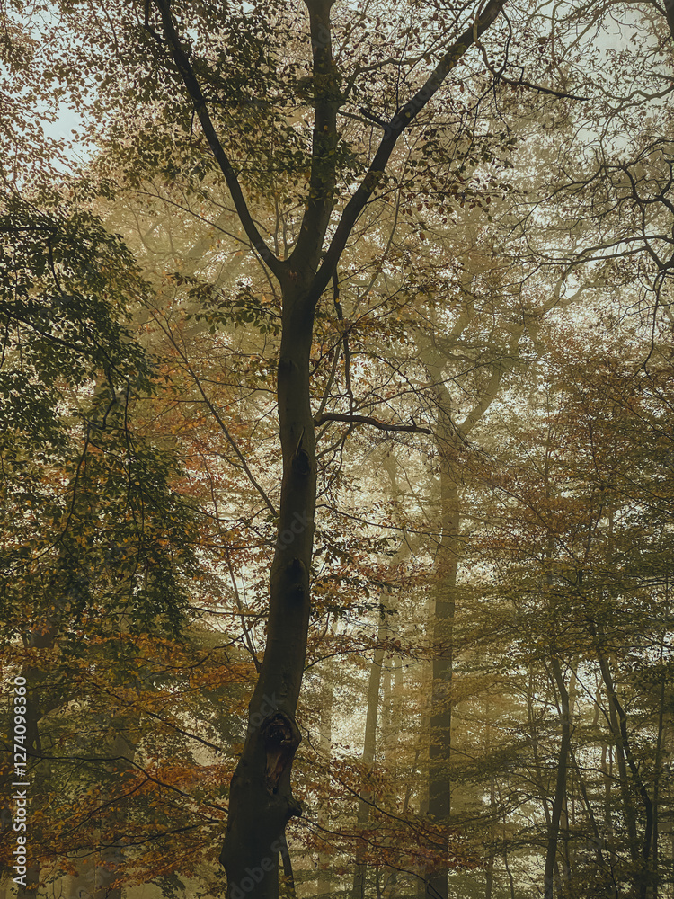 trees in autumn