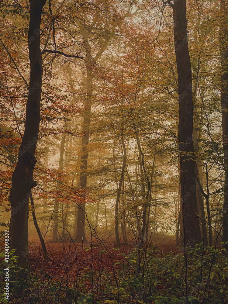 autumn forest in the fog