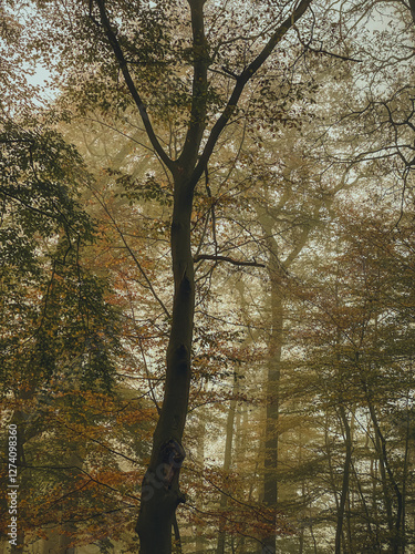 trees in autumn