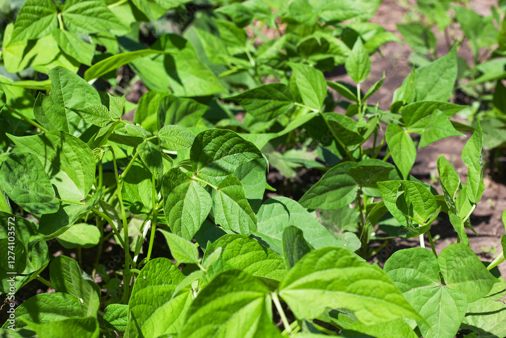 Flowering beans in the garden. Growing red beans Flowering beans in the garden. Growing red beans