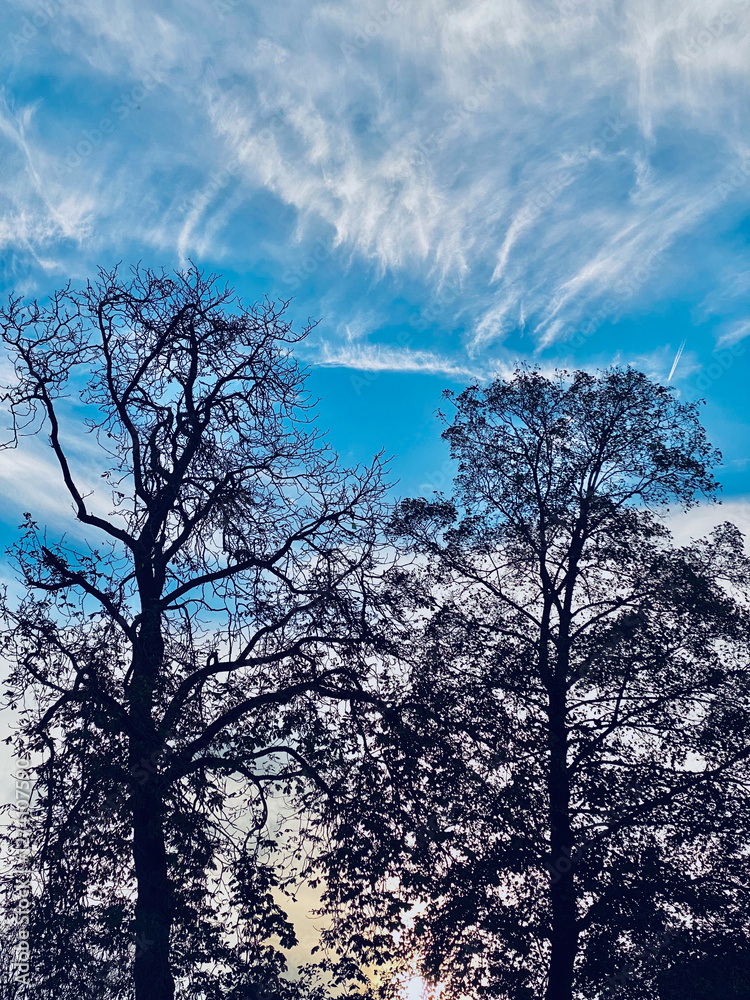 tree in the sky