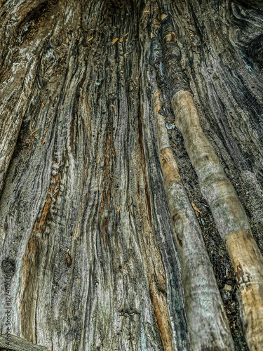 Obraz na płótnie tree bark texture w salonie